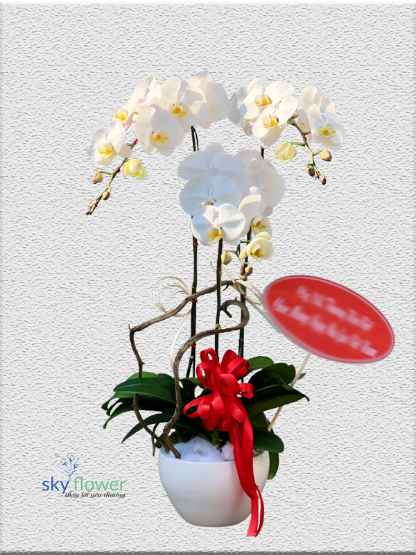 Lan Hồ Điệp 3 cánh trắng Sky99 là mẫu hoa HOT nhất hiện nay