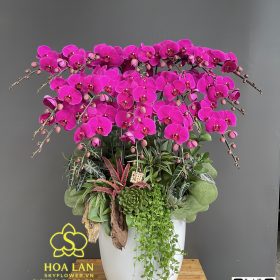 hoa lan hồ điệp tím ớt cao cấp